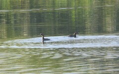 Tachybaptus ruficollis