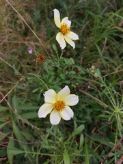 Bidens aurea