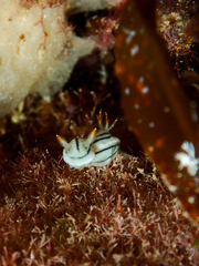 Chromodoris lochi