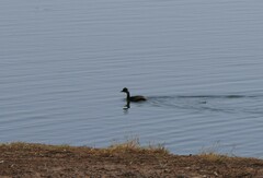 Tachybaptus ruficollis
