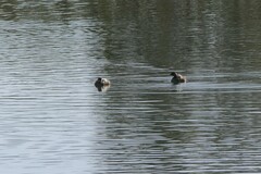 Tachybaptus ruficollis