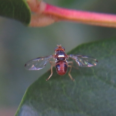 Bactrocera oleae