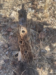 Cylindropuntia