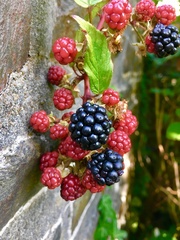 Rubus armeniacus