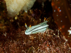 Chromodoris lochi