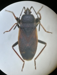 Eremocoris plebejus