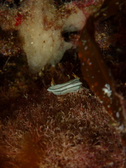 Chromodoris lochi