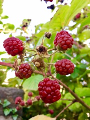 Rubus armeniacus