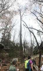 Liriodendron tulipifera