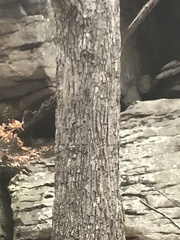 Liriodendron tulipifera