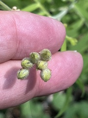 Polemonium foliosissimum