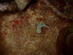 Chromodoris lochi