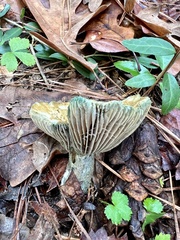 Lactarius paradoxus