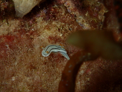 Chromodoris lochi