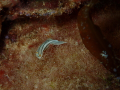 Chromodoris lochi