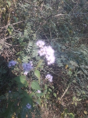 Ageratum corymbosum