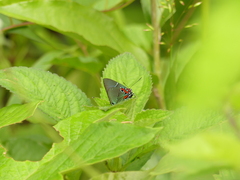 Atlides inachus