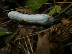 Sphingidae