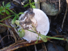 Lepiota