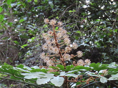 Fatsia polycarpa