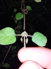 Coprosma rotundifolia