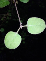 Coprosma rotundifolia