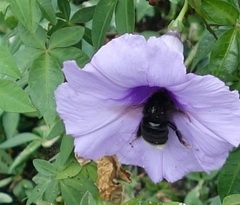 Bombus terrestris canariensis