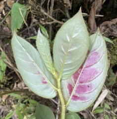 Columnea