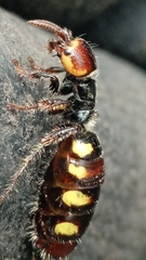 Thynnoidea