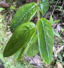 Columnea