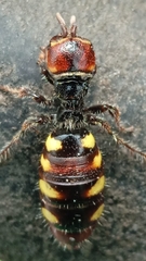 Thynnoidea