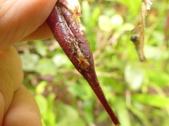 Lepanthes