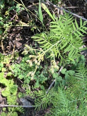 Polemonium foliosissimum
