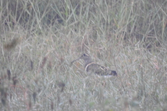 Rostratula benghalensis