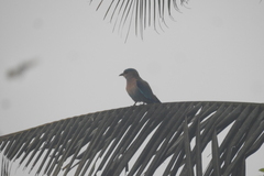Coracias benghalensis