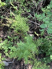Polemonium foliosissimum
