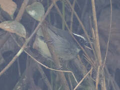 Basileuterus melanogenys