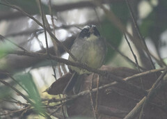 Basileuterus melanogenys