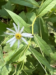 Eucephalus engelmannii