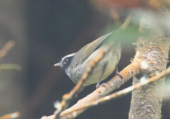 Basileuterus melanogenys