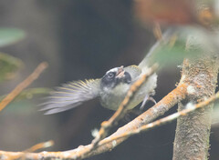Basileuterus melanogenys