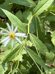 Eucephalus engelmannii