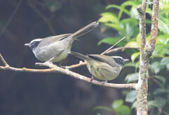 Basileuterus melanogenys