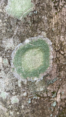 Lecanora thysanophora