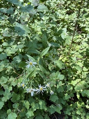 Eucephalus engelmannii