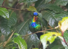 Panterpe insignis