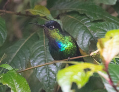 Panterpe insignis