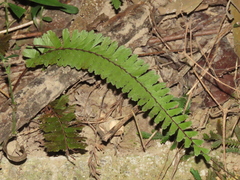 Adiantum caudatum