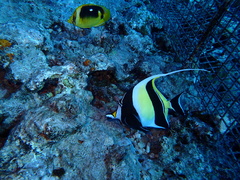 Chaetodon quadrimaculatus
