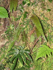 Adiantum caudatum